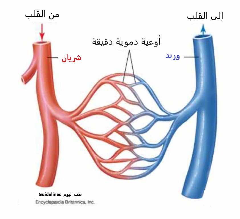 أنواع الأوعية الدموية واتجاه حركة الدم فيها: شريان ينقل الأكسجين والغذاء من القلب إلى الجسم، وريد يحمل الفضلات من الجسم نحو الرئتين والقلب