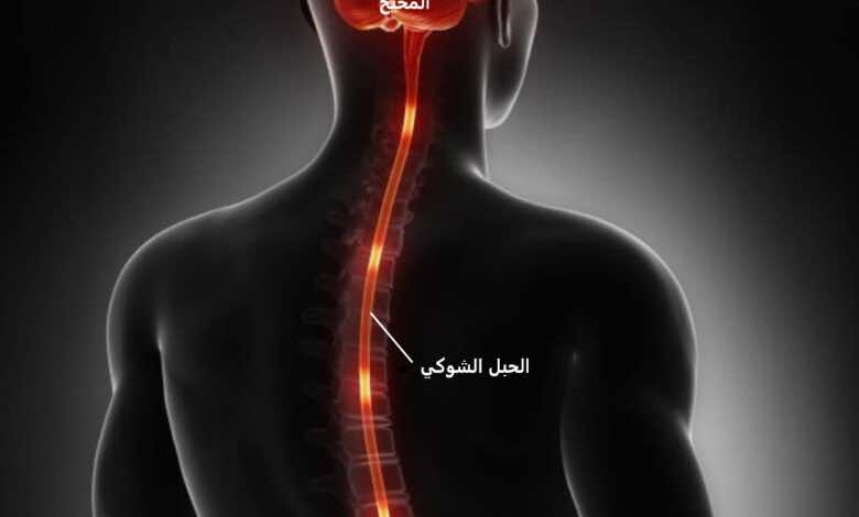 المخ والحبل الشوكي (الجهاز العصبي المركزي)