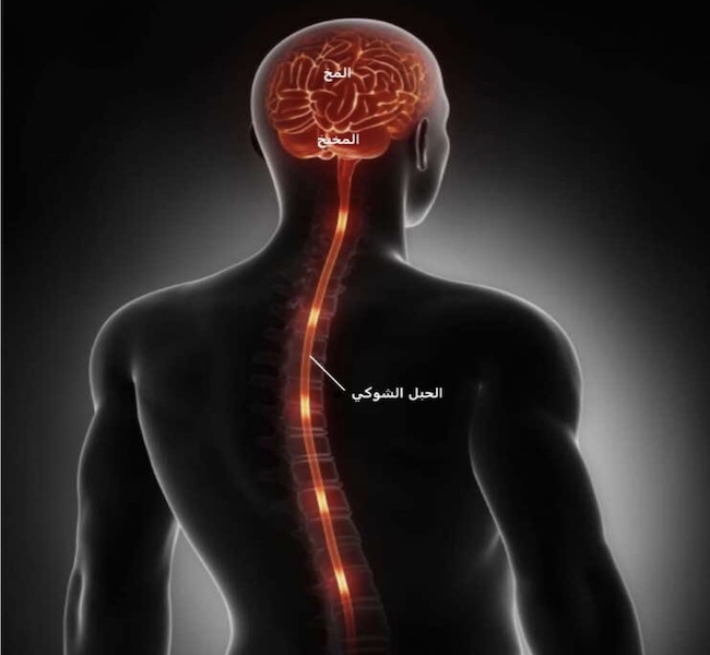 المخ والحبل الشوكي (الجهاز العصبي المركزي) Source: azneuromod
