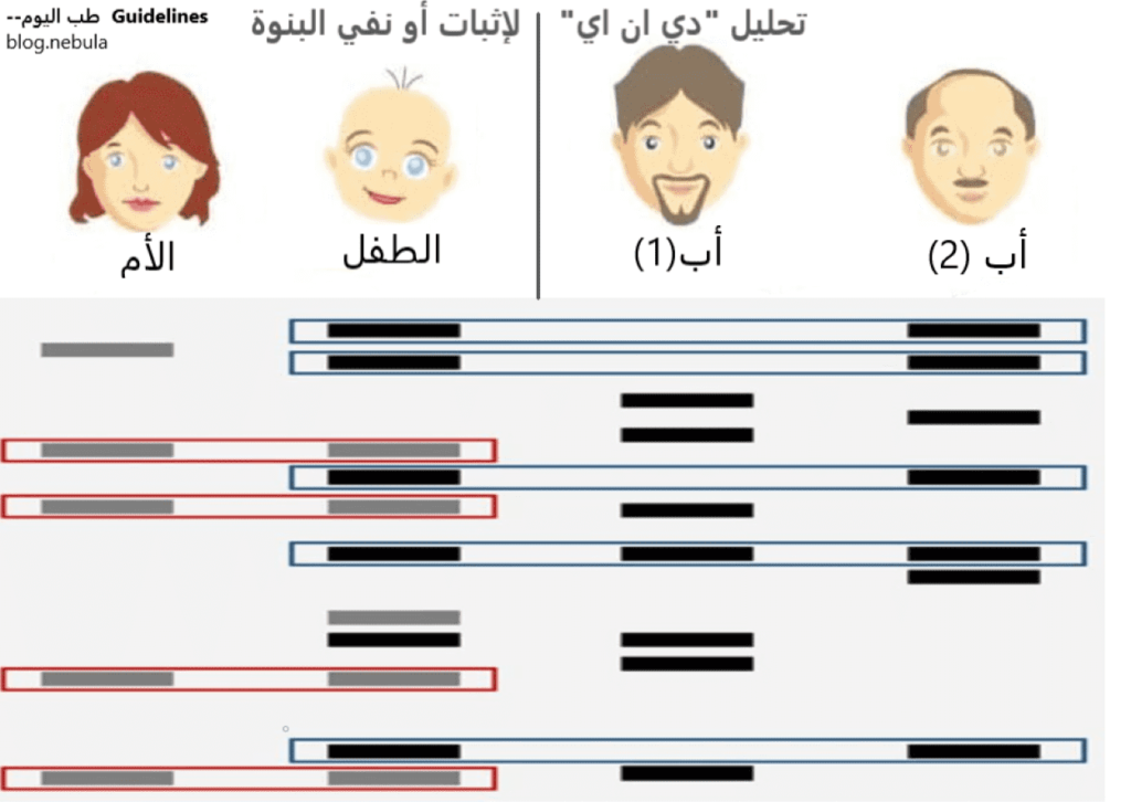 تحليل "دي ان اي: هل هو إثبات مؤكد للبنوة أو نفي مؤكد لها؟ وهل هناك احتمالات للخطأ؟