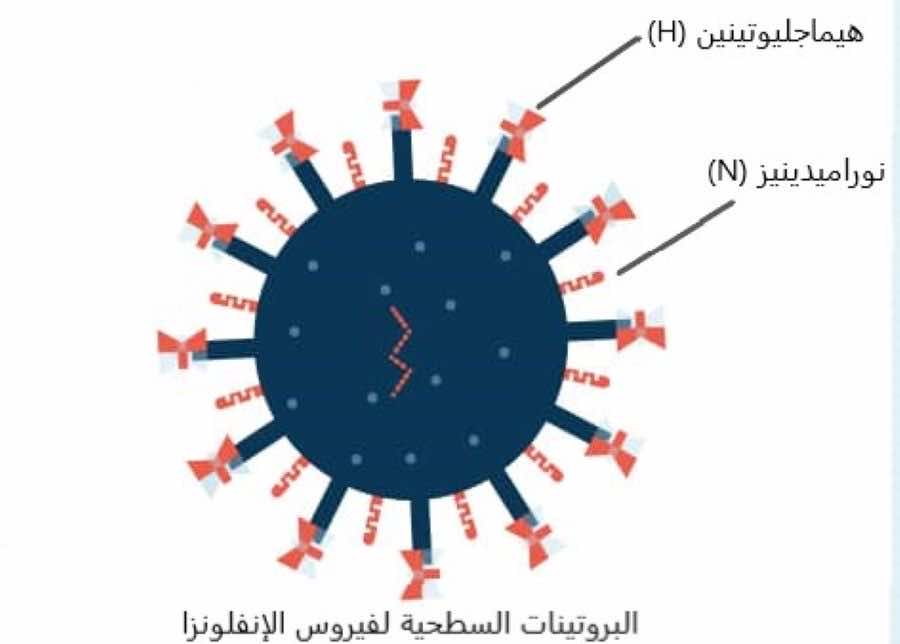 البروتينات السطحية لفيروس الإنفلونزا