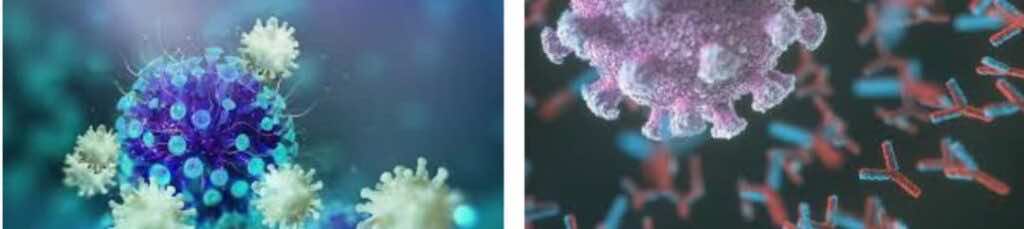 على اليمين مهاجمة الأجسام المضادة لفيروس كورونا، وعلى اليسار مهاجمة خلايا تي لفيروس كورونا