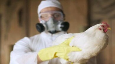 سلالة خطيرة من إنفلونزا الطيور تواصل انتشارها في أوروبا، فما احتمالات انتقالها للبشر؟