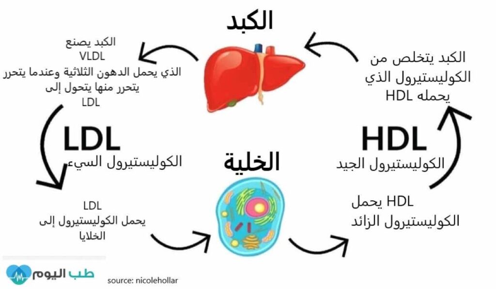 الكوليستيرول السيء LDL والكوليستيرول الجيد HDL