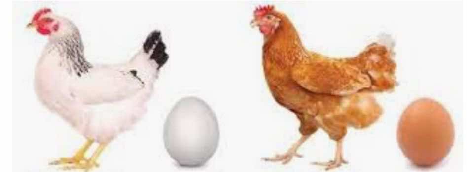 يختلف لون البيض باختلاف سلالة الدجاج التي تنتجه