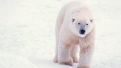 بنك المعرفة (13) | لا تستطيع أن تبعد فكرة ما عن تفكيرك؟ ذلك بسبب نظرية الدب الأبيض