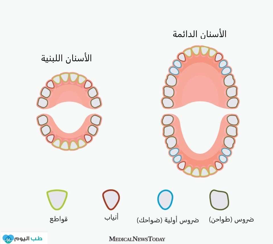 الأسنان اللبنية والأسنان الدائمة