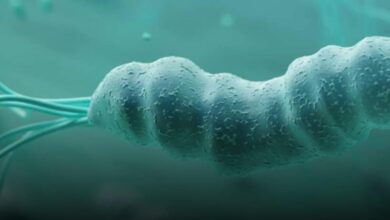 جرثومة المعدة لها 3 فوائد هامة جعلت العلماء لا ينصحون بعلاجها إلا إذا سببت مشاكل