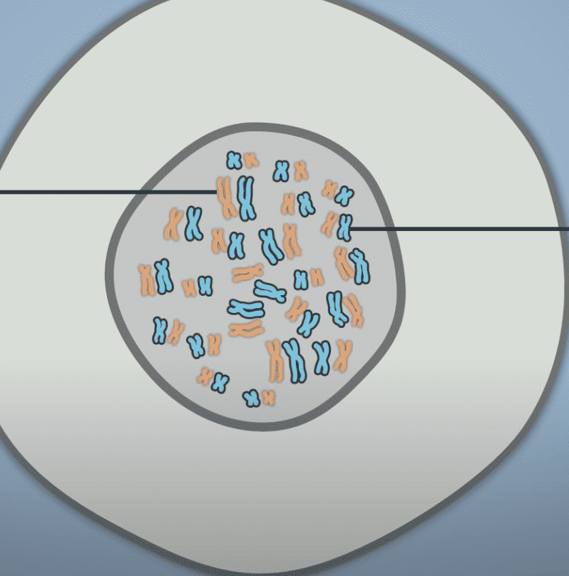 الصبغيات (الكروموسومات) الموجودة داخل كل خلية بشرية٬ وعددها 46 كروموسوم يأتي نصفهم من الأم ونصفهم من الأب