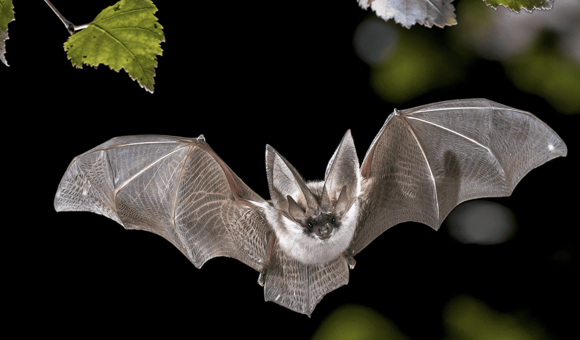الخفاش بريء و منشأ فيروس كورونا كان مختلفا - بحسب اعتقاد المدير السابق ل CDC  الأمريكية