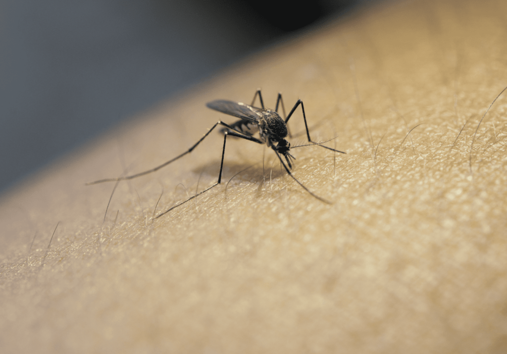 الملاريا مرض قاتل ينتقل بين الأشخاص من خلال لدغة الناموس الحامل لميكروب الملاريا