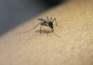 تنتقل الملاريا للمريض عن طريق لدغ البعوض (الناموس)