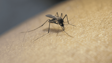 تنتقل الملاريا للمريض عن طريق لدغ البعوض (الناموس)