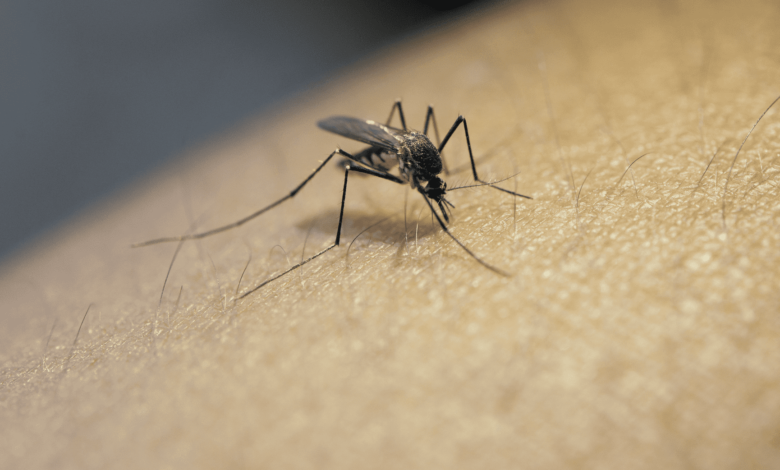 تنتقل الملاريا للمريض عن طريق لدغ البعوض (الناموس)
