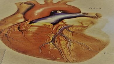 الخلايا الجذعية تنجح في تكوين قلب صغير ينبض في أطباق المعمل - القلب - دراسة