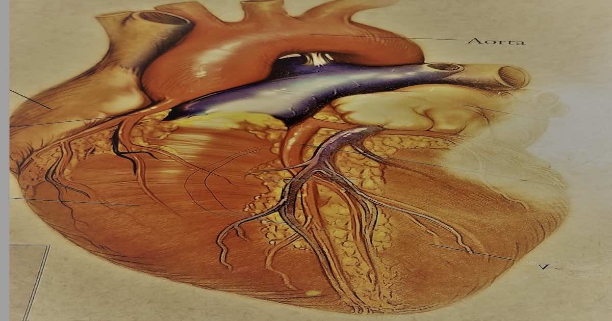 الخلايا الجذعية تنجح في تكوين قلب صغير ينبض في أطباق المعمل - القلب - دراسة