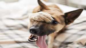 ينتقل  داء الكلب للإنسان مع عض أو خدش حيوان مصاب بالفيروس