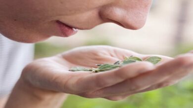 اعراض كورونا يوم بيوم | الخبراء يوصون ب تدريبات الشم في حالة استمرار فقدان حاسة الشم بعد التعافي؟