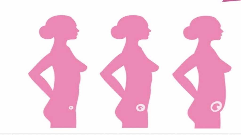 توضح الصورة زيادة حجم الجنين والرحم في الشهر الأول والثاني والثالث من الحمل