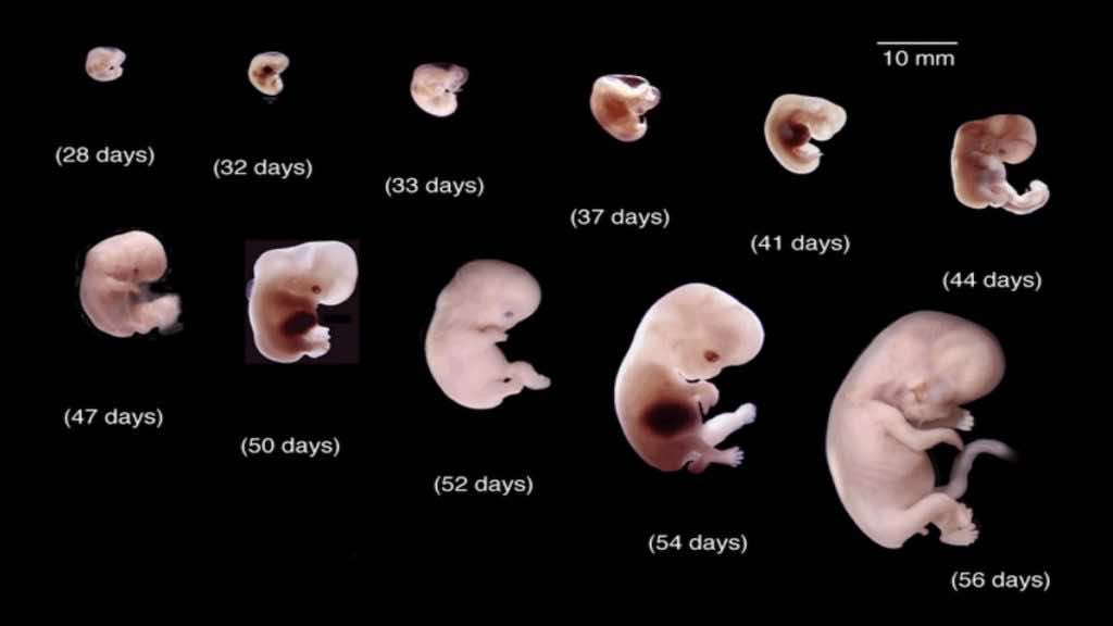 مراحل نمو وتطور الجنين بالتقريب من نهاية الاسبوع الرابع  (الشهر الاول) إلى نهاية الاسبوع الثامن (الشهر الثاني)