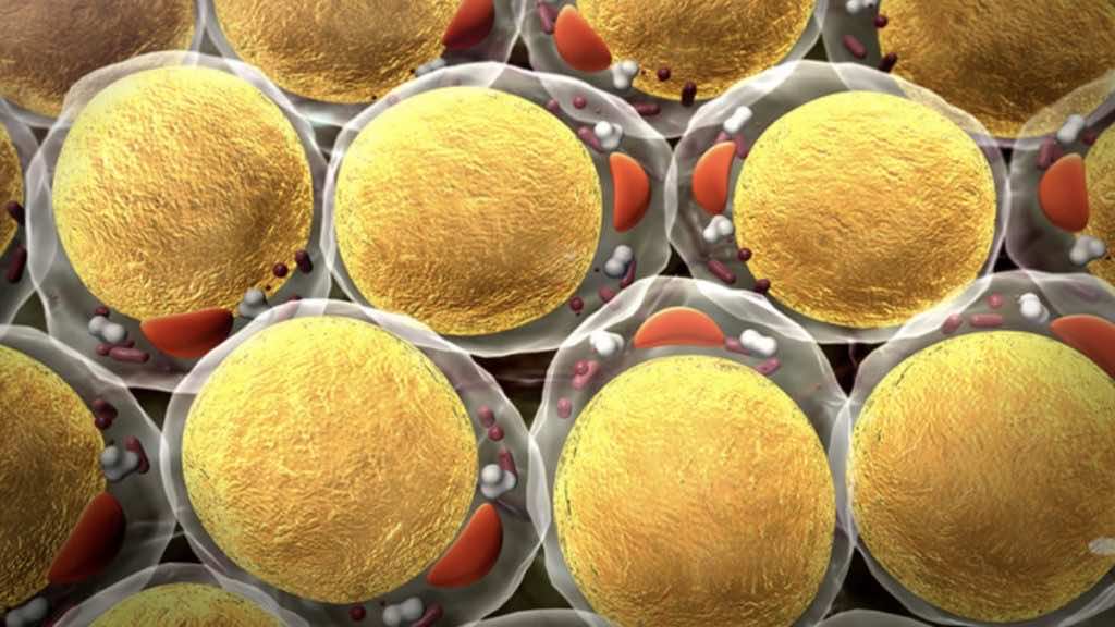 الخلايا الدهنية التي تخزن الدهون في الجسم | توضح الكرات الصفراء الدهون المخزنة
