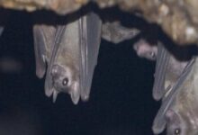 فيروس ماربورغ انتقل للبشر من خفاش الكهوف