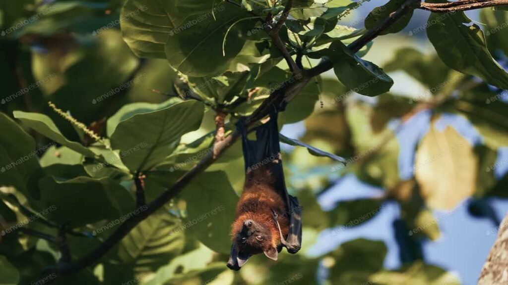 بعد قتله لطفل في الهند، ما خطورة تحول فيروس نيباه إلى وباء - في الصورة حيوان خفاش الفاكهة الذي يحمل فيروس نيباه