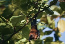 بعد قتله لطفل في الهند، ما خطورة تحول فيروس نيباه إلى وباء - في الصورة حيوان خفاش الفاكهة الذي يحمل فيروس نيباه