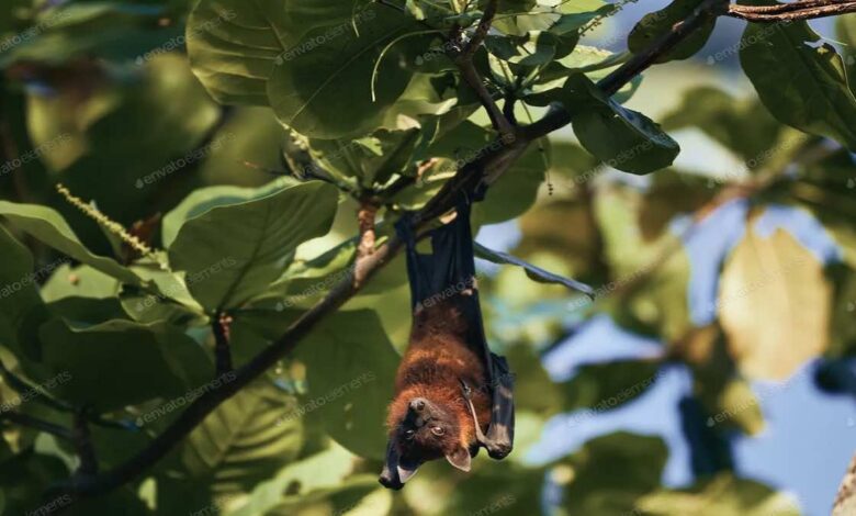 بعد قتله لطفل في الهند، ما خطورة تحول فيروس نيباه إلى وباء - في الصورة حيوان خفاش الفاكهة الذي يحمل فيروس نيباه