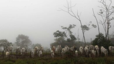 البرازيل | لحوم الابقار ليس لها علاقة بحالاتي كروتزفيلد جاكوب ولا مرض جنون البقر