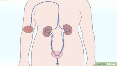 4 طرق تساعد على تقليل الكرياتينين في الدم - الحفاظ على صحة الكلى