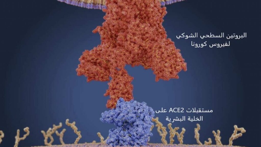 يتحد البروتين السطحي الشوكي لفيروس كورونا مع مستقبلات خاصة موجودة على سطح الخلية البشرية يرمز لها ب ACE2 ويمكن هذا الاتحاد الفيروس من الدخول إلى الخلية وبداية التكاثر والعدوى