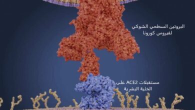 (في الصورة يتحد البروتين السطحي الشوكي لفيروس كورونا مع مستقبلات خاصة موجودة على سطح الخلية البشرية يرمز لها ب ACE2 ويمكن هذا الاتحاد الفيروس من الدخول إلى الخلية وبداية التكاثر والعدوى)