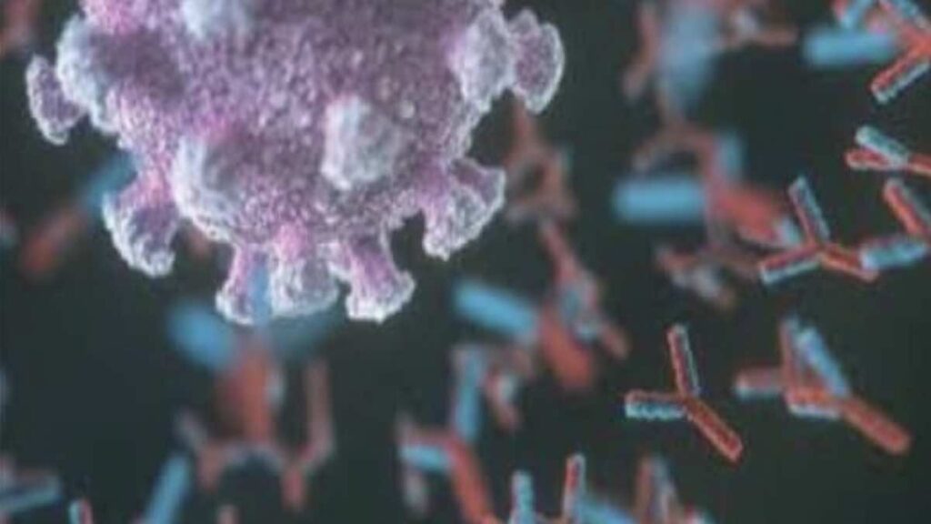 توضح الصورة هجوم لل أجسام المضادة (تظهر بشكل حرف Y) على خلية فيروسية (بالشكل الكروي غير المنتظم باللون الزهري) 