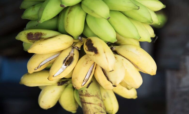 أيهما أفضل لصحتك | الموز الأخضر أم الموز الأصفر والبني؟
