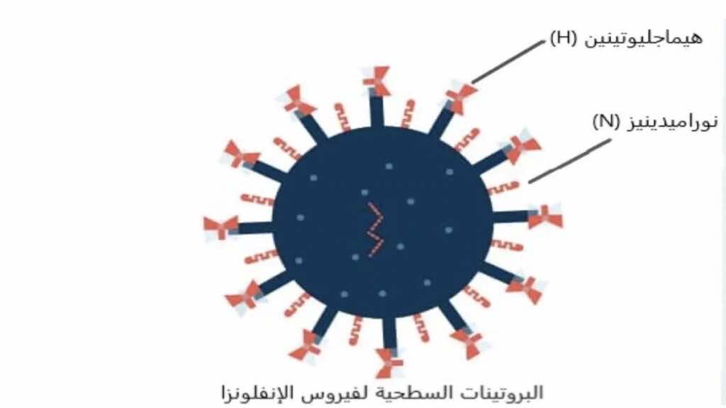 البروتينات السطحية لفيروس الانفلونزا