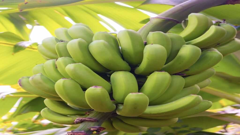 الموز الأخضر يساعدك على زيادة الاجساس بالشبع تنظيم مستوى السكر في الدم 