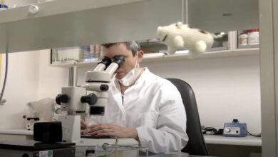 المانيا تربي حيوانات معدلة وراثيا لعمليات زراعة القلب في البشر