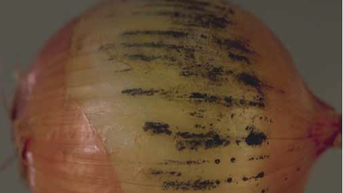 المادة السوداء على البصل  هي فطريات، فهل يمكن تناول البصل بأمان مع تكونها؟