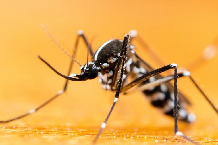 Asian tiger mosquito