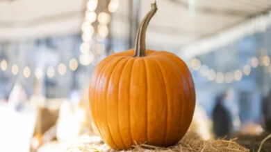 اليقطين .. غذاء مفيد أم ناقل خفي للسموم؟